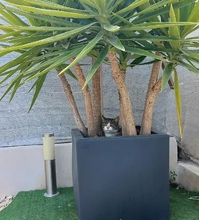 Frühstückspension Aquamari Vieste